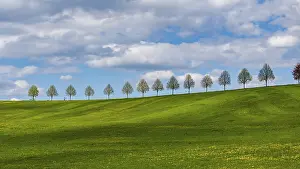 Spring Landscape Germany Drucke: Row of trees on a hill in spring