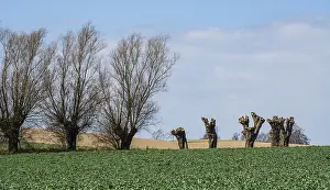 Ystad Municipality Sweden Drucke: Row of willow trees, pruned and unpruned