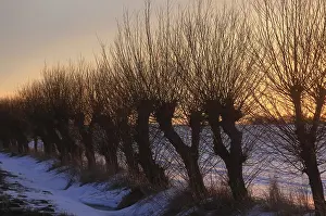 German Countryside Winter View Drucke: Row of willow trees (Salix) at the sunset