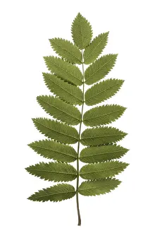 Deciduous Tree Leaves Drucke: Rowan tree leaf isolated on white