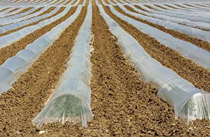 France Agricultural Landscape Drucke: Rows of crops underneath plastic