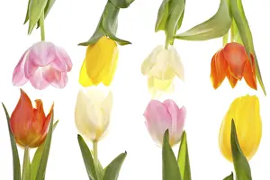 Liliaceae Family Plants Drucke: Two rows of different coloured tulips
