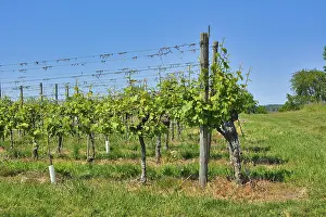 Agricultural Farming Drucke: Rows of grapevines without fruits in spring