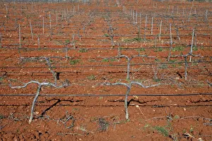 Wine Producing Area Of Europe Drucke: Rows of grapevines in vineyard in Spain