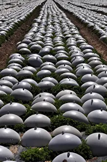 Agricultural Acreage Europe Drucke: Rows of lettuce covered with plastic caps