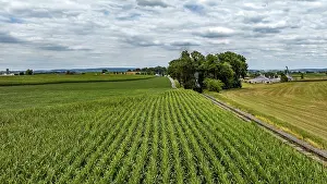 Cornfield Landscape Drucke: Rows of lush corn plants line the fields
