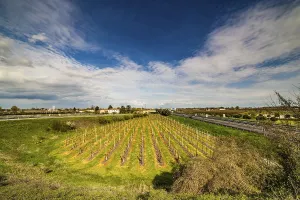Deserted Agricultural Land Drucke: Rows of orchards in the countryside of Romagna