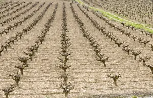 Deserted Wine Growing Region Drucke: Rows of pruned bare grape vines in early spring