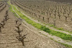 Springtime Agriculture Drucke: Rows of pruned bare grape vines in early spring