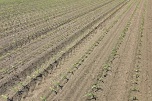 Agricultural Crop Landscape Drucke: Rows of young green corn plants