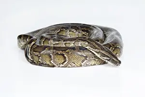 Isolated Studio Background Drucke: Royal python on an isolated studio background