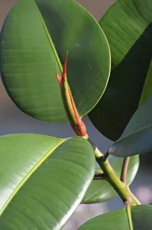 Uninhabited Open Air Scenes Drucke: Rubber tree branch, rubber tree leaf