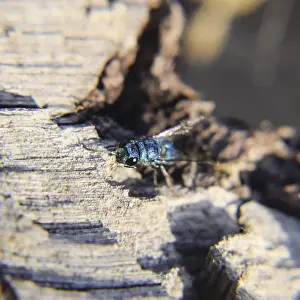 Apocrita Insects Drucke: The Ruby - tailed the wasp Chrysis ignita