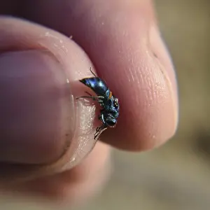 Apocrita Insects Drucke: The Ruby - tailed the wasp Chrysis ignita