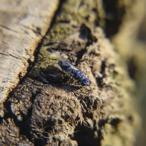 Drucke von Die Rubinbienenwespe Chrysis ignita Verwandte Bilder Drucke: Die Rubin-Schwarze-Wespe Chrysis ignita.