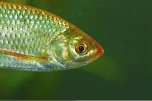 Freshwater Fish Images Drucke: Rudd