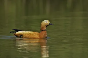 Deserted Water Bird Drucke: Ruddy Shelduck
