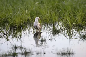 Charadriiformes Birds Europe Drucke: A ruff (Calidris pugnax)