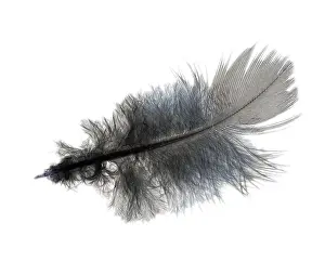 Close Up Image Drucke: Ruffled feather, isolated on white background