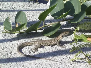 Scaled Reptiles Europe Drucke: Ruined lizard