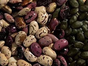 Scarlet Runner Bean Drucke: Runner Beans / (Phaseolus coccineus)