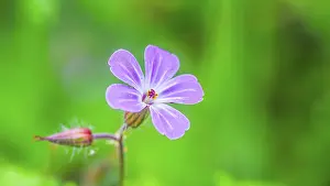 Stinking Cranesbill Drucke: Ruprechtskraut (Geranium robertianum)