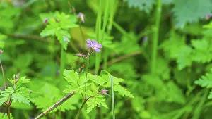 Stinking Cranesbill Drucke: Ruprechtskraut (Geranium robertianum)