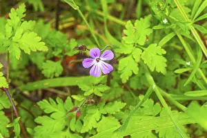 Stinking Cranesbill Drucke: Ruprechtskraut (Geranium robertianum)
