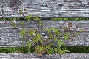 Central Europe Garden Plants Drucke: Ruprechtskraut, herb robert (Geranium robertianum)