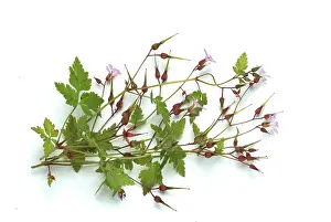 Homeopathy Remedies Drucke: Ruprechtskraut, also herb robert (Geranium robertianum) or Stinking Cranesbill