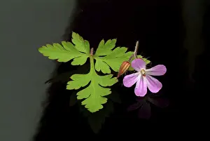 Stinking Cranesbill Drucke: Ruprechtskraut, also herb robert (Geranium robertianum) or Stinking Cranesbill