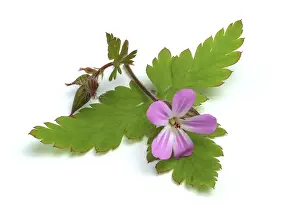 Homeopathic Remedies Drucke: Ruprechtskraut, also herb robert (Geranium robertianum) or Stinking Cranesbill