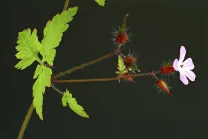 Homeopathic Medicine Drucke: Ruprechtskraut, also herb robert (Geranium robertianum) or Stinking Cranesbill