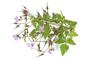 Alternative Remedies Drucke: Ruprechtskraut, also herb robert (Geranium robertianum) or Stinking Cranesbill