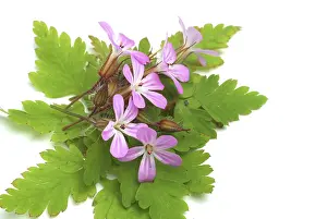Alternative Medicine Plants Drucke: Ruprechtskraut, also herb robert (Geranium robertianum) or Stinking Cranesbill