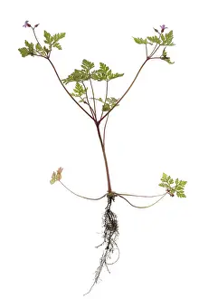 Stinking Cranesbill Drucke: Ruprechtskraut or Stinking Cranesbill (Geranium robertianum) on white ground