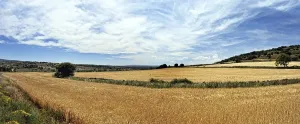 European Rural Scenery Drucke: Rural landscape with wheat fields and mountains
