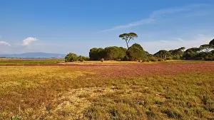 Farm Field Landscape Photo Drucke: Rural scenery with different coloured fields and single trees