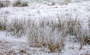 German Nature Reserves Drucke: Rushes (Juncus) with hoarfrost