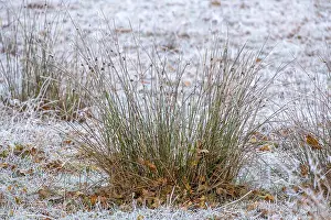 Munsterland Nature Reserve Drucke: Rushes (Juncus) with hoarfrost