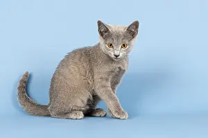 Drucke von Russischer Blauer Kater, 10 Wochen Russisch Blau Drucke: Russischer Blauer Kater, 10 Wochen.