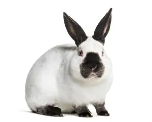Lagomorpha Mammal Drucke: Russian rabbit sitting against white background