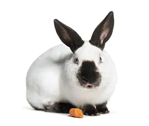 Studio Shot Of A Rabbit Drucke: Russian rabbit sitting against white background