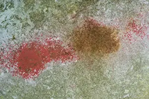 Scandinavian Junkyard Drucke: Rust and old paint on car bodywork