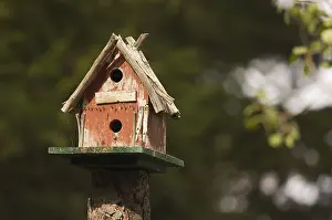 Eco Friendly Bird Feeder Drucke: Rustic birdhouse amongst pine trees