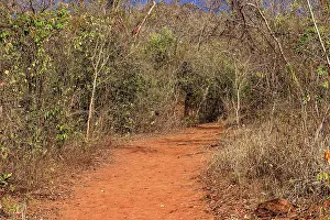 Latin America Scenery Drucke: Rustic dirt path surrounded by dense dry