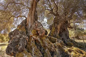 Olea Europaea Landscape Drucke: A rustic tree with a thick trunk