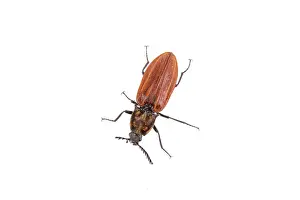 Studio Shot Of A Beetle Drucke: Rusty beetle isolated on a white background