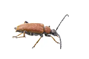 White Background Insect Drucke: Rusty beetle isolated on a white background