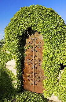 Rusty Iron Gate Drucke: Rusty iron gate covered in vines